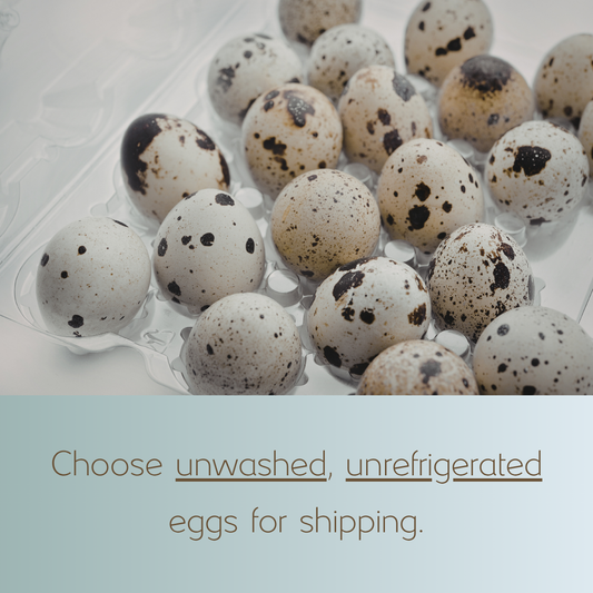 Fresh Quail Eggs (1 doz)