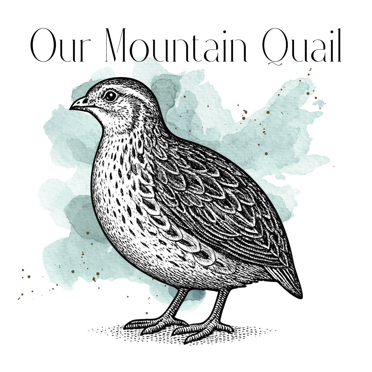 Coturnix Quail Hatching Eggs - Celadon Variety