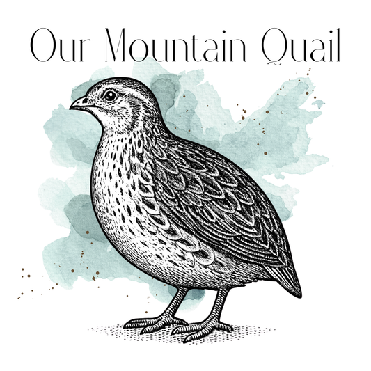 Coturnix Quail Hatching Eggs - Celadon Variety
